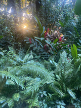 Jungle Jumanji