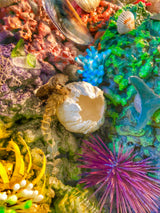 Under the Sea Camp